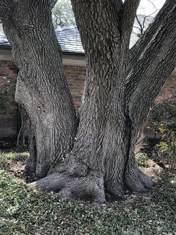 Mature heritage tree close to a Union Grove property cared for by certified arborists